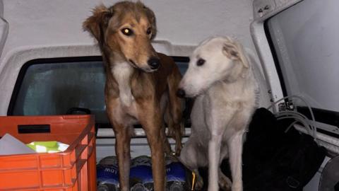 Two dogs standing next to each other. One is brown and is slightly taller than the white dog. They are inside the back of a van, which is white on the inside. On the floor is an orange crate with a fluorescent jacket in it, and there are also bottles of water.