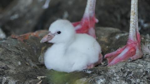 A baby flamingo with white plumage. It is sat in a mud nest and the feet of an adult flamingo can also be seen next to it.