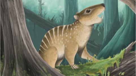 Artwork of Novaculadon mirabilis. 