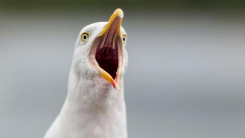 A gull with white features, yellow eyes and yellow beak calls out.