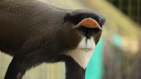 A small brown monkey which has an orange patch of fur just above its eyes. Its fur on its nose, around its mouth and on its chin is white. It has amber coloured eyes and is standing on all fours.