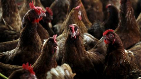A group of brown feathered chickens huddled together. They are all looking in different directions and some have their beaks open.