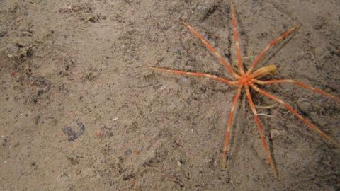 Sea spider