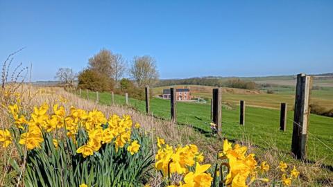 Rural scene. Fields, a few trees, a house and fencing. Daffodils in the foreground. Blue skies.