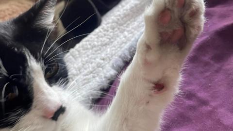 A black and white cat holding up its left paw, showing the burnt pad.