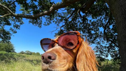 A dog wearing sunglasses sits beneath blue sky in a field