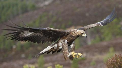 Close-up of golden eagle with ruffled feathers on its head