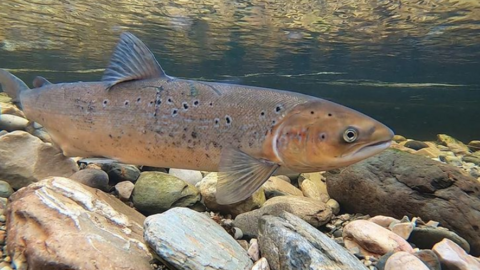 An underwater close-up shot of an Atlantic salmon swimming close to the rocky bed of a shallow watercourse.