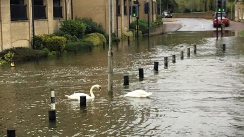 Two swans on a flooded road by a block of flats