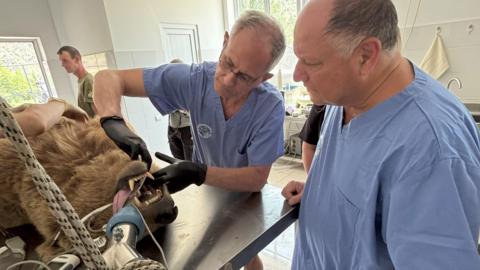 A sedated brown bear lies on its back on a silver operating table. One man in blue scrubs looks at the animal, which ahs a tube in its mouth, while another man wearing black medical globes has his fingers in the bear's mouth.