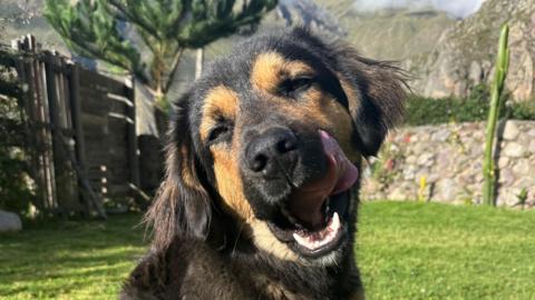 A black and brown dog is seen licking its mouth in a garden that has a green lawn and a wall and mountains in the background