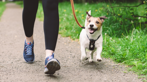 Woman walking a dog