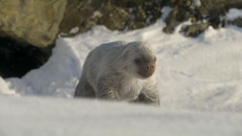 Snow sloth in the snow