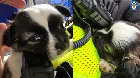 Two images of a tiny puppy in a police officer's arms. The puppy is black and white
