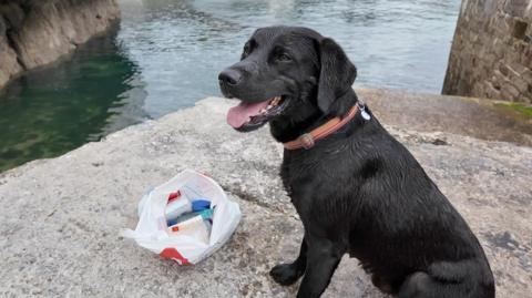 Black labrador Logie sits by the water next to a carrier bag filled with rubbish. His tongue is hanging out and he is wearing an orange collar.