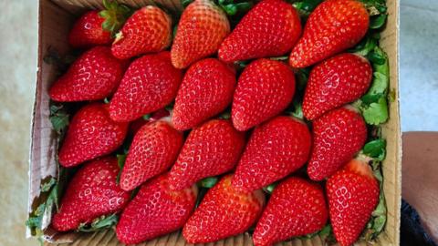 Large red strawberries in a box.