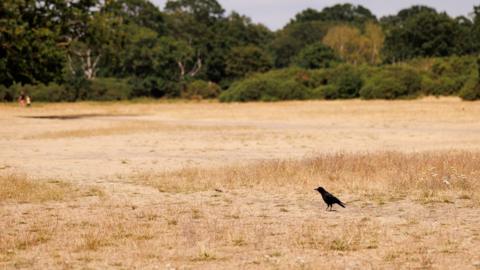 A lone crow on a dry field, where the grass is a sand-like colour. There are some trees in the background.