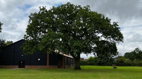 A tall oak tree outside Tolleshunt Knights village hall, which is a large black building.