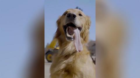 A golden retriever with its tongue out