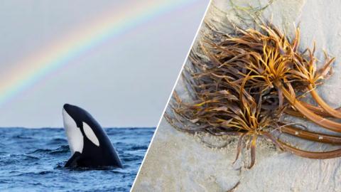 A split image of some kelp on a sand beach and an orca with its head out of the water underneath a rainbow.