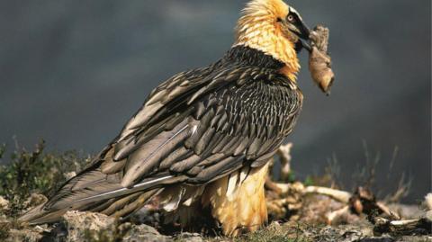 A bearded vulture