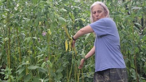A woman removing a tall plant. She is wearing a blue t-shirt and cargo trousers. There are numerous tall plants behind her. She is using both arms to pull up and discard the plant.