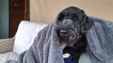 A picture of a black dog with long grey hair around its nose wrapped in a blanket 