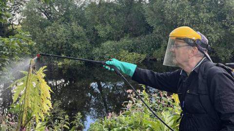 A man in his 70s in full protective gear, wearing turquoise gloves, is holding a nozzle spraying a large giant hogweed. The plant has long green leaves. He is wearing a yellow helmet with a visor.