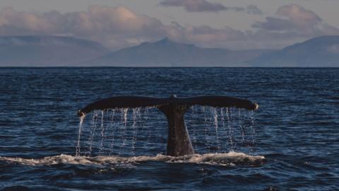 Whale in the sea