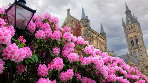 pink flowers with glasgow univesity spires in the background
