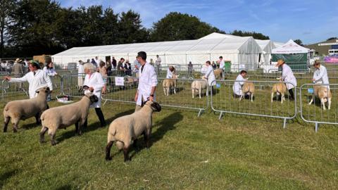 Sheep in pens being led by people in white coats.