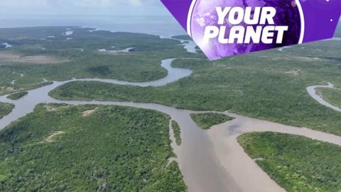 Mangroves from the air