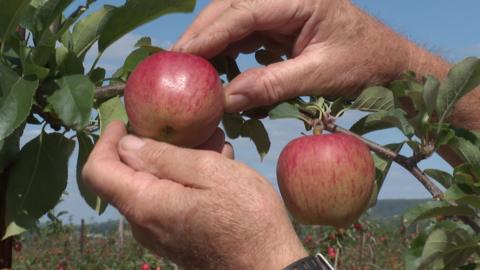 An apple being picked at Four Elms Fruit Farm in Devon