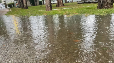 Flooding scene with trees