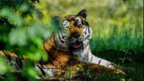 Amur tiger Sayan at Yorkshire Wildlife Park