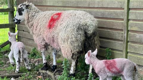 Quincy with two of her lambs