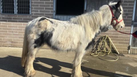 A pony with white and black hair and a red leash. She is standing in a stables.