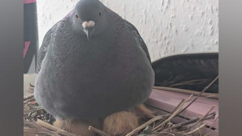 A pigeon, sitting on a nest, in a bathroom, next to a makeup bag. A white wall is behind them. You can see two chicks underneath the female pigeon. Twigs and straw are in the nest. 