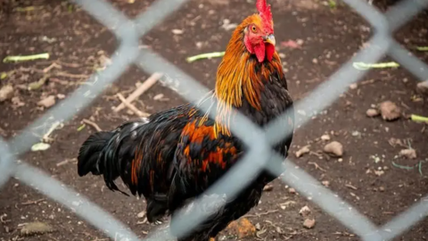 A cockerel stands on muddy ground behind a mesh fence.