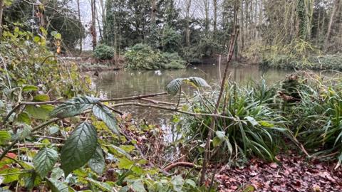 A small river is surrounded by trees and bushes. There are several birds in the water.