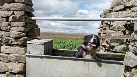 A black and white sheep dog in a tin trough facing the camera with their eyes closed and tongue out panting. There is a stone wall on either side of the trough. Behind is a large expanse of flat agricultural land. The sky is covered in clouds with bits of blue peeking through.