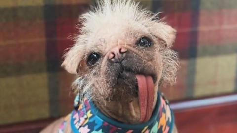 Peggy – a pug and Chinese crested cross dog - wears a colourful bib and has a long, pink tongueits mouth