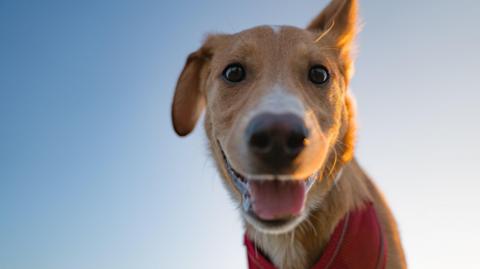 Brown dog looks at camera with tongue hanging out