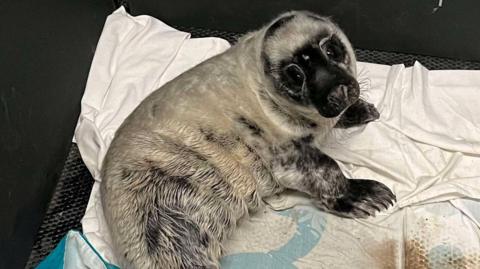 A white seal with a black face staring into the camera. It's lying on the floor on top of towels.