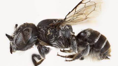 Close-up of a new native bee species, showing a dark body with wings and small horns on its head