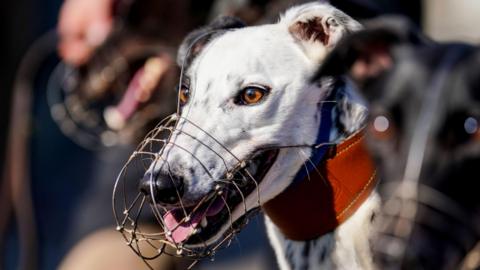 A white and dark-spotted greyhound with a muzzle on his face, surrounded by others with the same that are out of focus. The greyhound in focus has bright orange eyes.