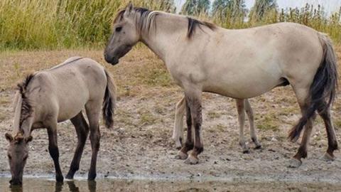 An adult Konik pony and two foals, one hidden behind the adult. They are a light sandy brown colour and have dark legs, mane and tails.The foal on the left is drinking from a pond. The other two are standing on a muddy bank. Behind them are rushes and beyond that trees.