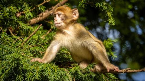 A small, pale brown monkey sitting in the branches of a coniferous tree.