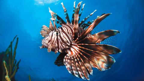 A lionfish - a brown and white striped fish with flared fins - swims in the sea, the edges of kelp can be seen on the left hand side and bottom of the picture. 