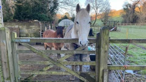 One white horse and one chestnut-coloured pony are standing behind the fence at a farm.